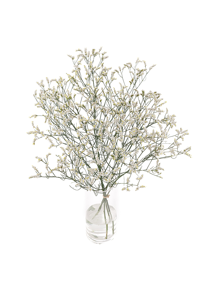 【生花】スターチス(ハイブリッド)白 品種おまかせの全体写真のアップ