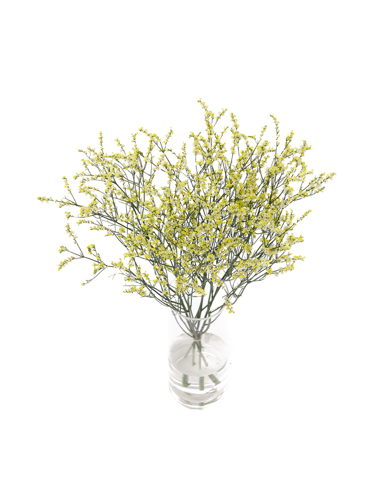 【生花】スターチス(ハイブリッド)黄 品種おまかせの全体写真のアップ
