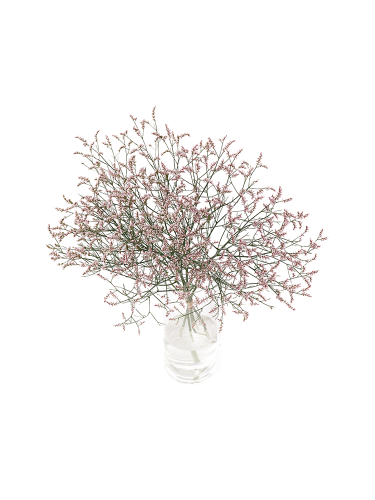 【生花】スターチス(ハイブリッド) 雲竜の全体写真のアップ