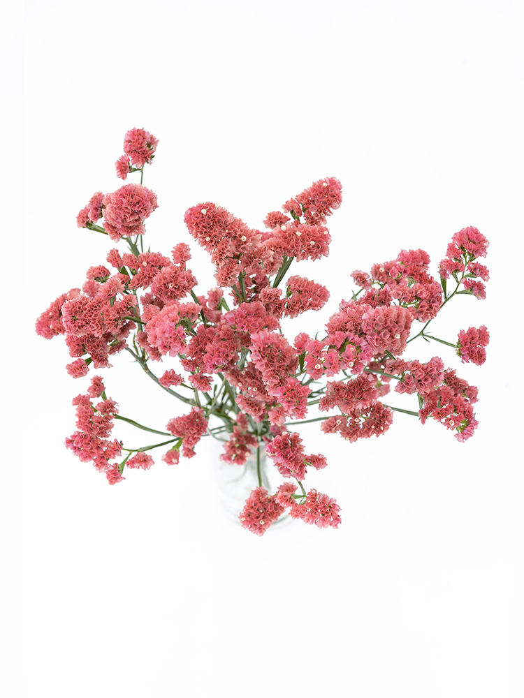 【生花】スターチス 大和の灯の全体写真のアップ