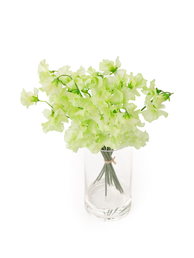 【生花】スイートピー(染め) アップルグリーンの全体写真のアップ