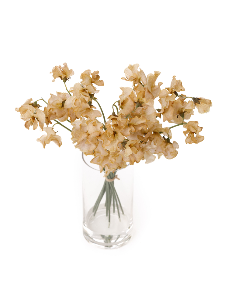 【生花】スイートピー(染め) ブラウンの全体写真のアップ