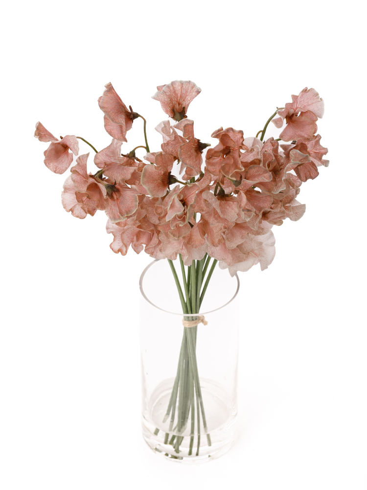 【生花】スイートピー(染め) カフェオレの全体写真のアップ