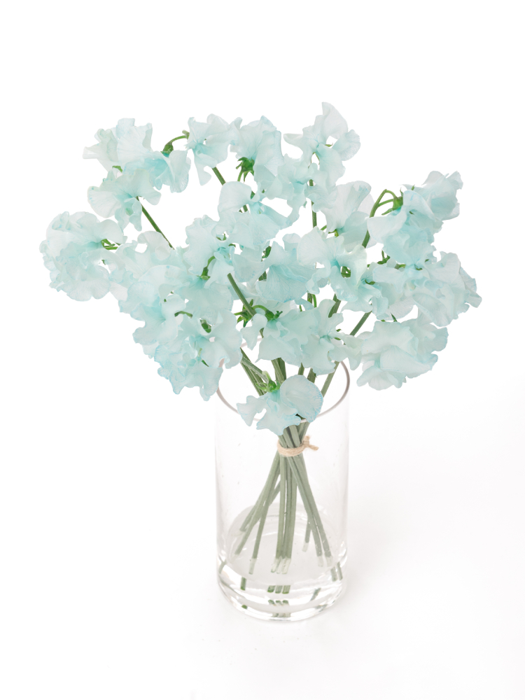 【生花】スイートピー(染め) スカイブルーの全体写真のアップ