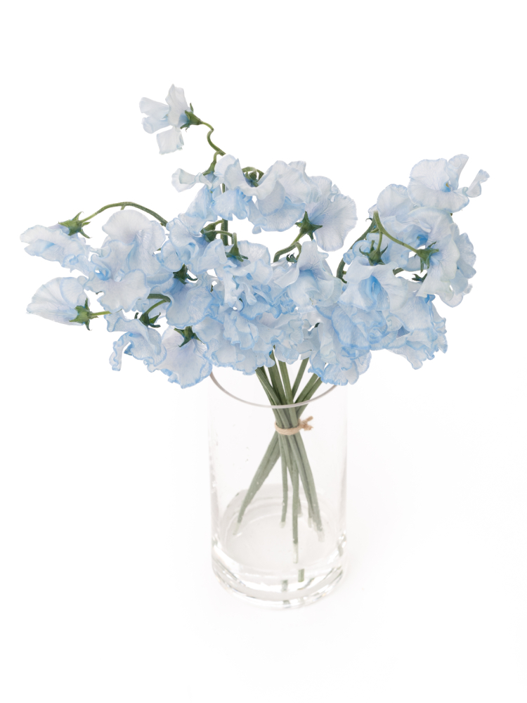 【生花】スイートピー(染め) そらいろの全体写真のアップ