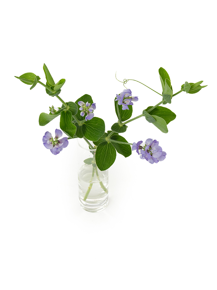 【生花】スイートピー ブルーフレグランスの全体写真のアップ