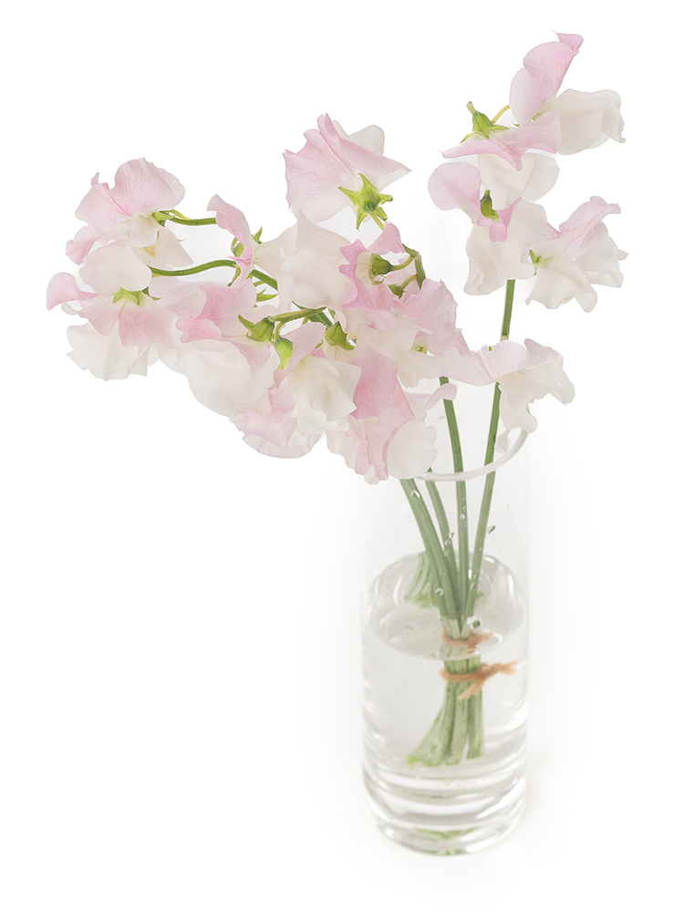 【生花】スイートピー 恋式部の全体写真のアップ