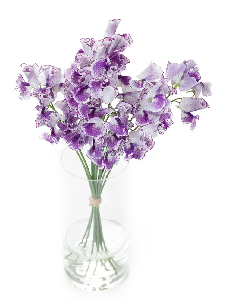 【生花】スイートピー 紫絞りの全体写真のアップ