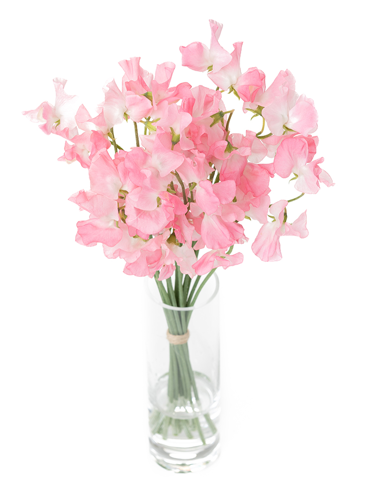 【生花】スイートピー 品種おまかせ(濃ピンク)の全体写真のアップ