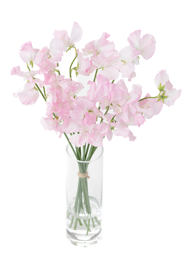 【生花】スイートピー(薄ピンク) 品種おまかせ　※花サイズ大の全体写真のアップ