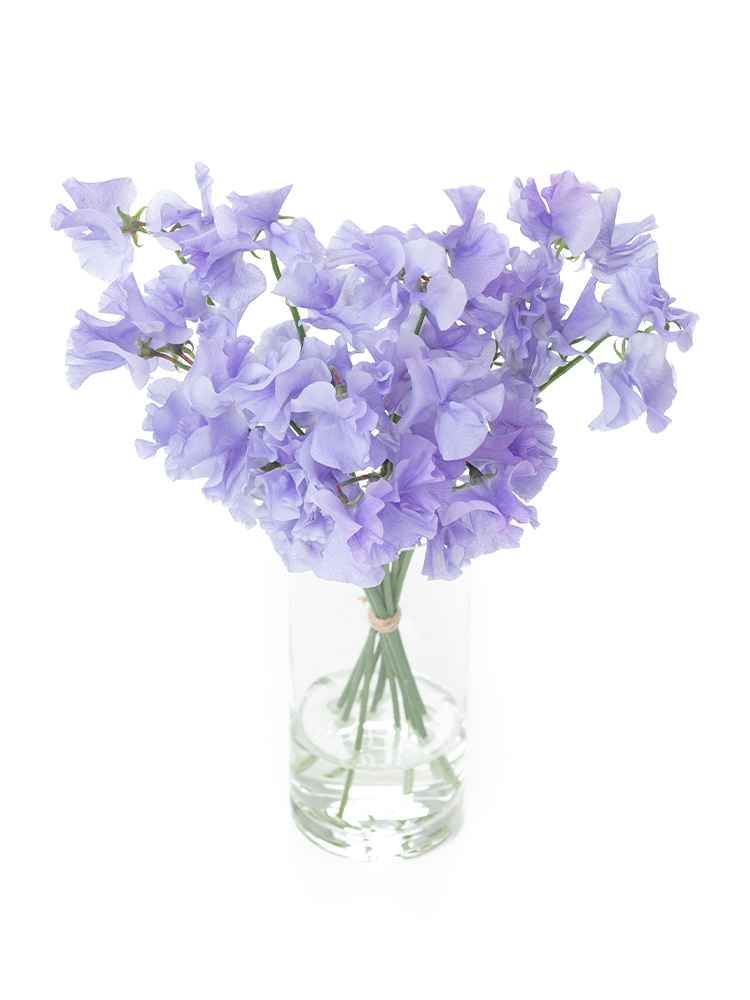 【生花】スイートピー(薄紫) 品種おまかせ　※花サイズ大の全体写真のアップ