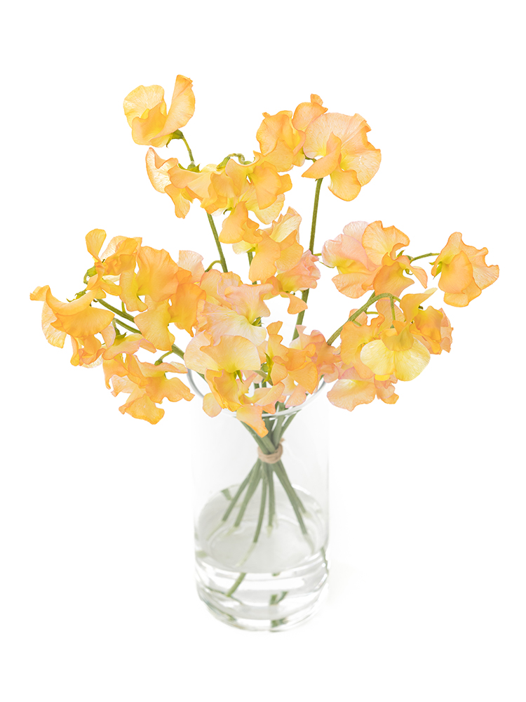 【生花】スイートピー 品種おまかせ(オレンジ)の全体写真のアップ