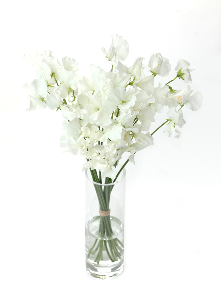 【生花】スイートピー(白) 品種おまかせ　※花サイズ大の全体写真のアップ