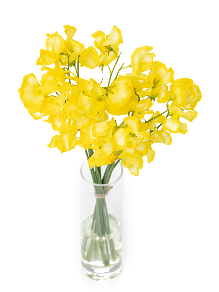 【生花】スイートピー(黄) 品種おまかせの全体写真のアップ