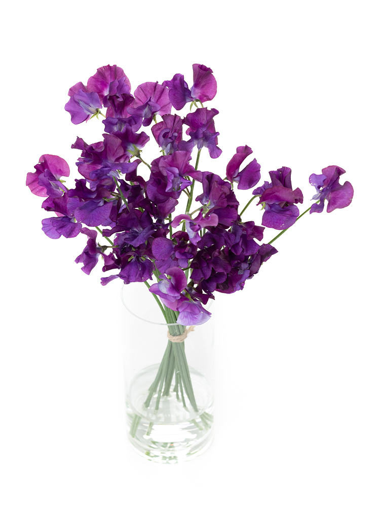 【生花】スイートピー ローヤルクイーンの全体写真のアップ