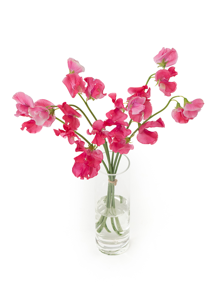 【生花】スイートピー スカーレットの全体写真のアップ