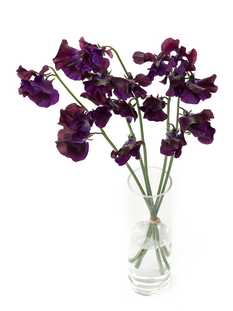 【生花】スイートピー ビオラの全体写真のアップ