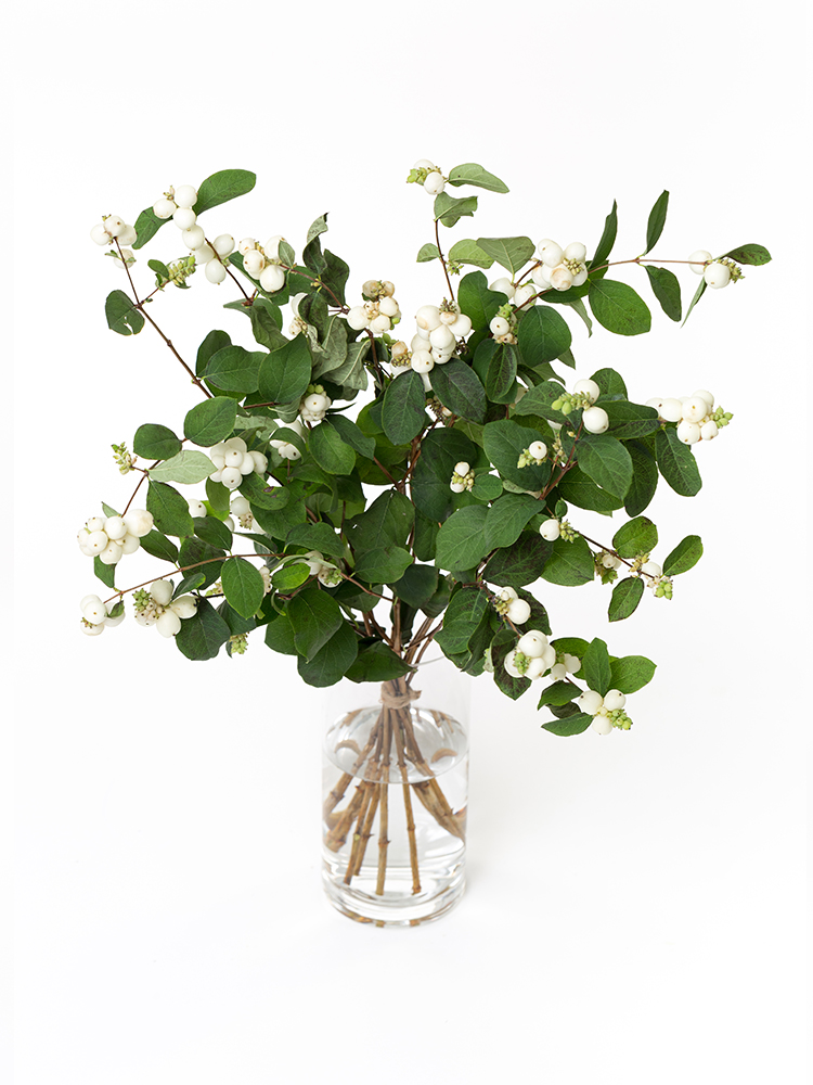 【生花】シンフォリカルポス ホワイトヘッジの全体写真のアップ