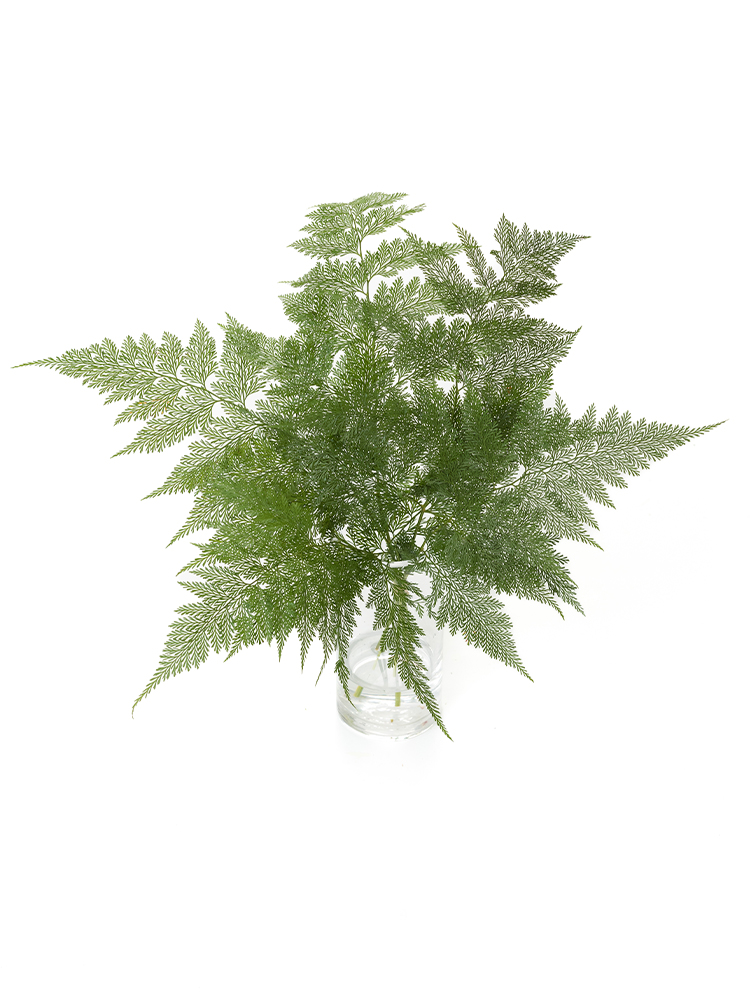 【入荷花材】タバリアファン　品種おまかせ(緑)の全体写真のアップ