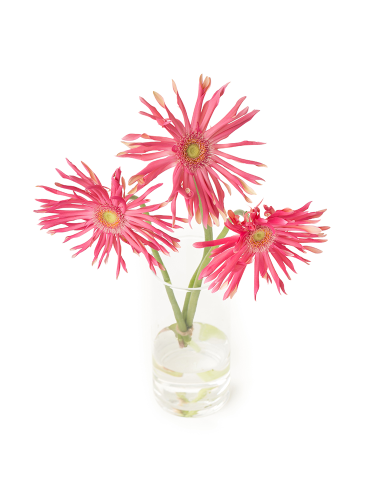 【生花】大輪ガーベラ(パスタ咲き) パスタトスカーナの全体写真のアップ