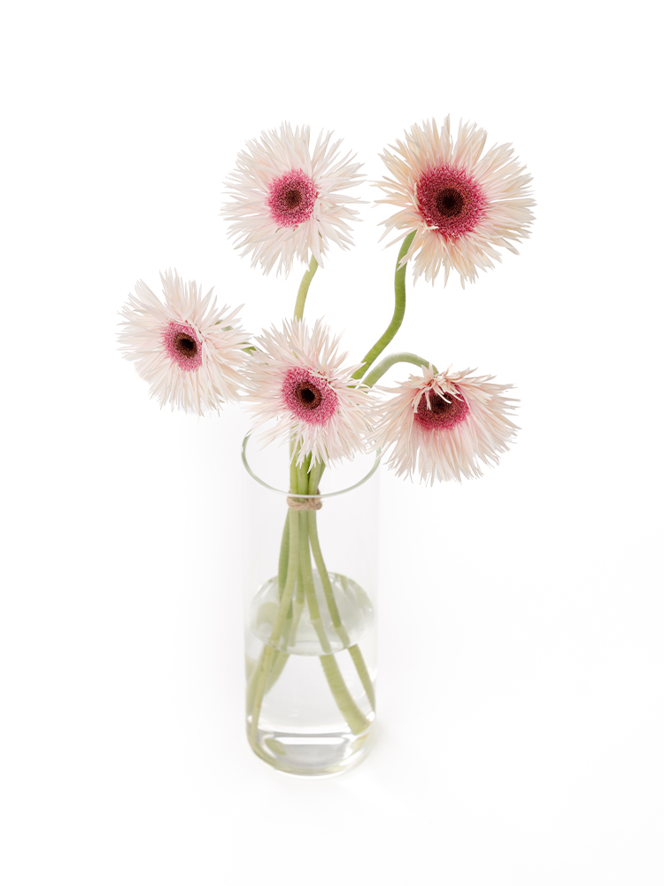 【生花】大輪ガーベラ スタントの全体写真のアップ