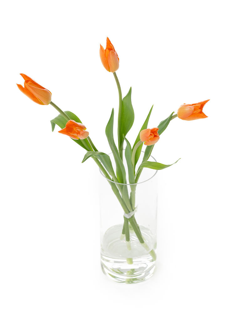 【生花】チューリップ(ユリ咲き) バレリーナの全体写真のアップ