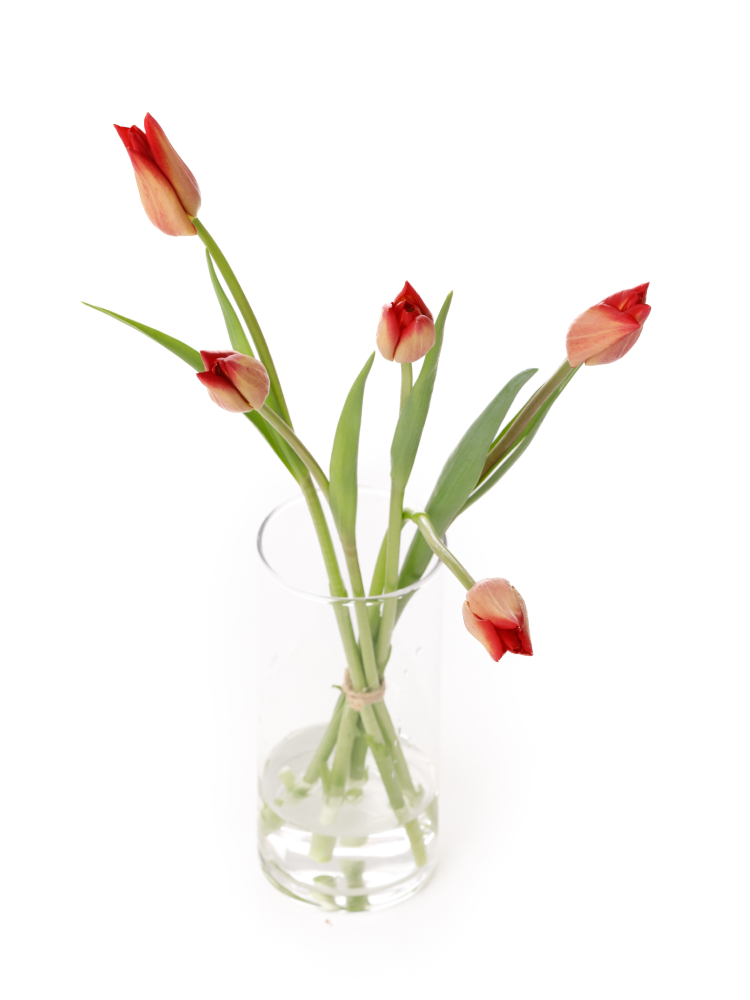 【生花】チューリップ(ユリ咲き) キャンドルルージュの全体写真のアップ