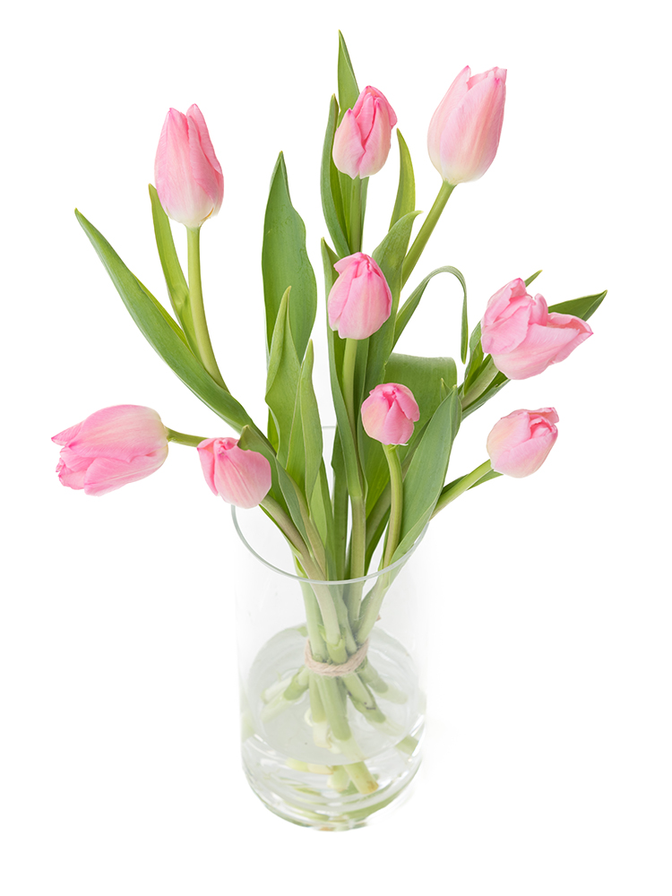 【生花】チューリップ クリスマスドリームの全体写真のアップ