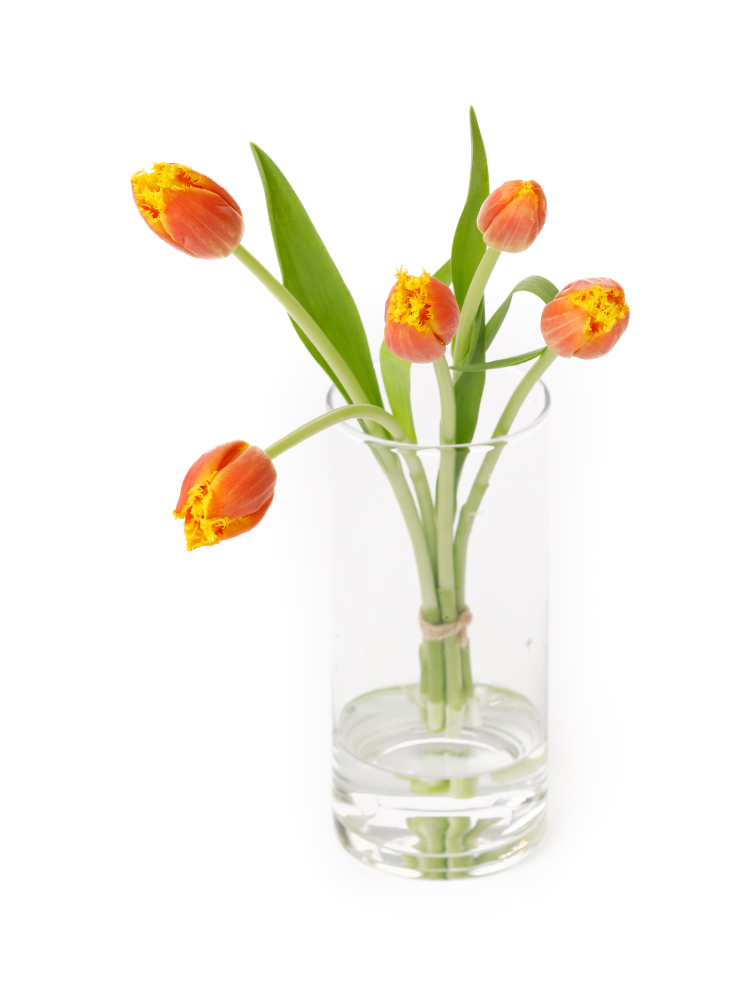 【生花】チューリップ(フリンジ咲き) ダベンポートの全体写真のアップ