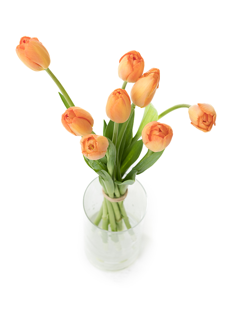 【生花】チューリップ デルタストームの全体写真のアップ