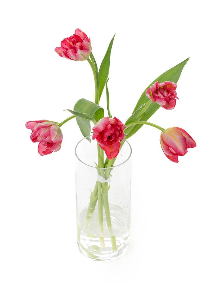 【生花】チューリップ(八重咲き) フラッシュポイントの全体写真のアップ