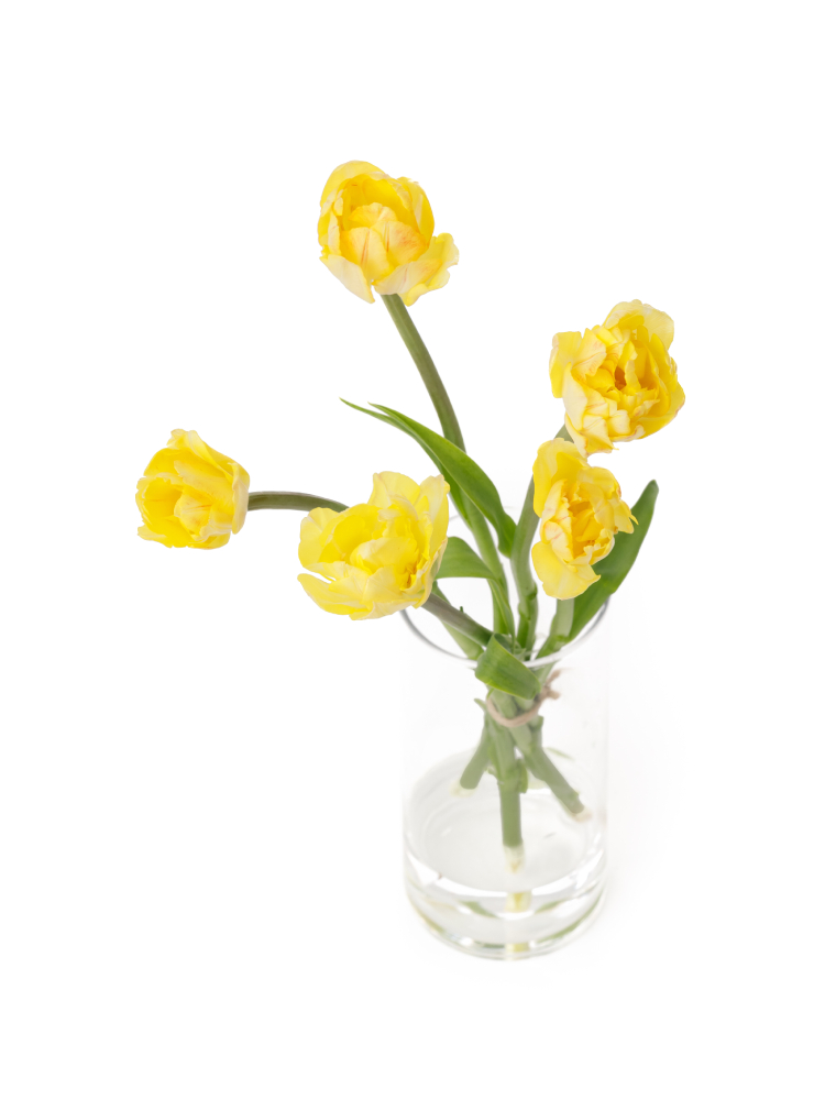 【生花】チューリップ(八重咲き) フォクシーフォックストロットの全体写真のアップ