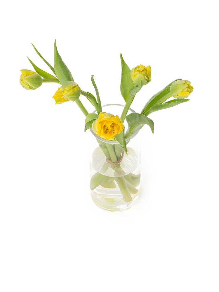 【生花】チューリップ(八重咲き) ホームランの全体写真のアップ