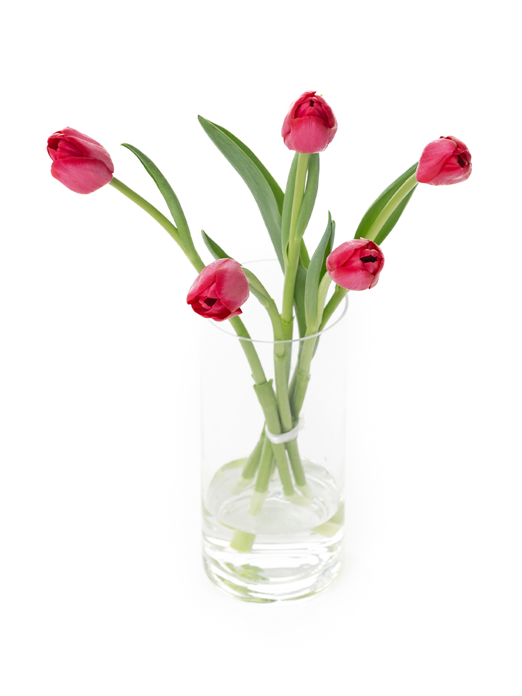 【生花】チューリップ イルデフランスの全体写真のアップ