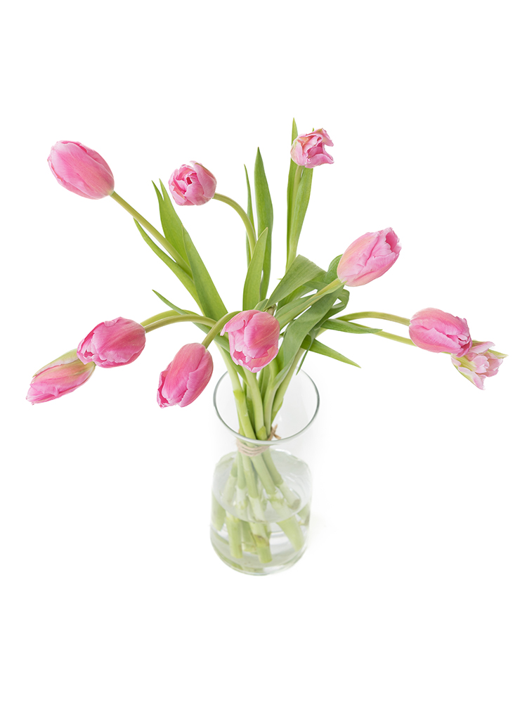 【生花】チューリップ ジャンボピンクの全体写真のアップ