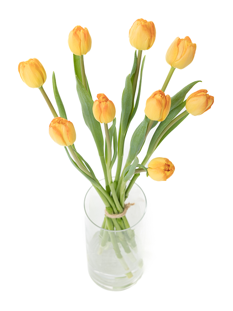 【翌日発送】チューリップ　ロレンツォの全体写真のアップ