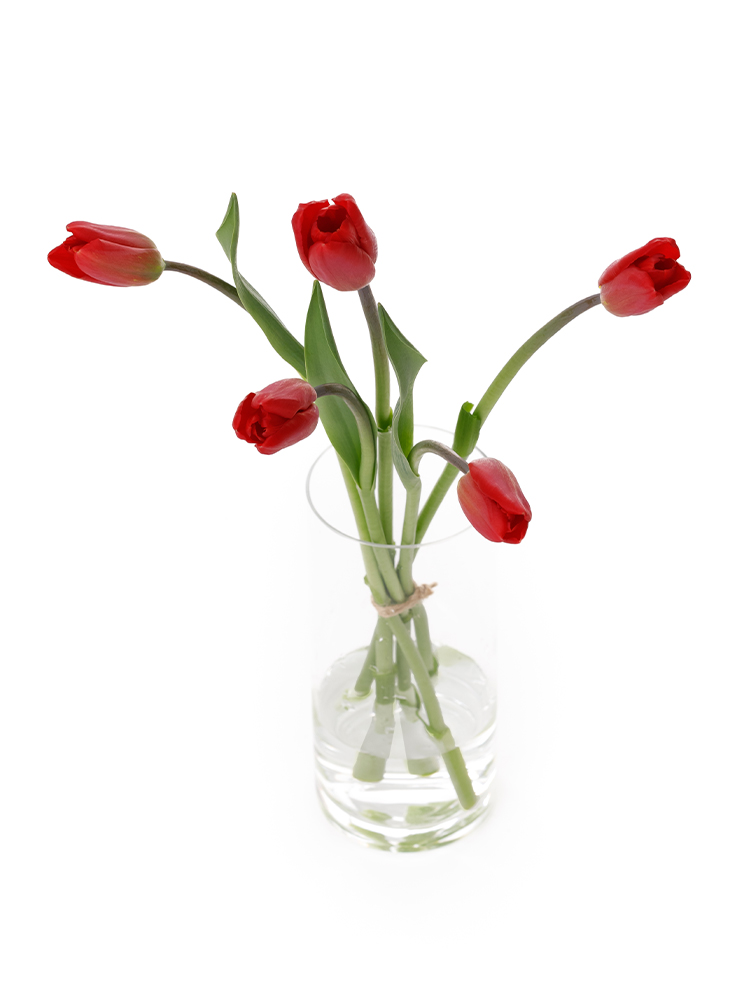 【生花】チューリップ(赤) 品種おまかせの全体写真のアップ