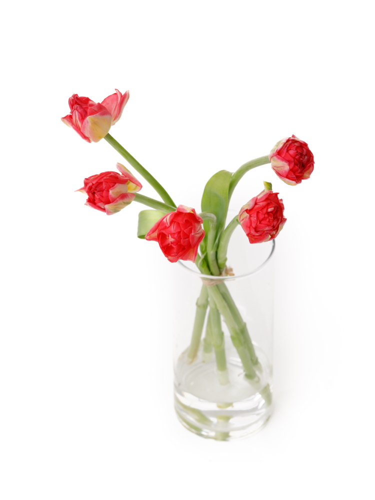 【生花】チューリップ(八重咲き) パンプローナの全体写真のアップ