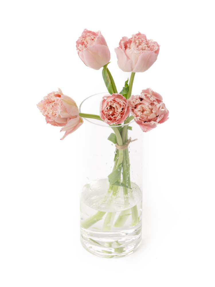 【生花】チューリップ(八重フリンジ咲き) ピンクマジックの全体写真のアップ