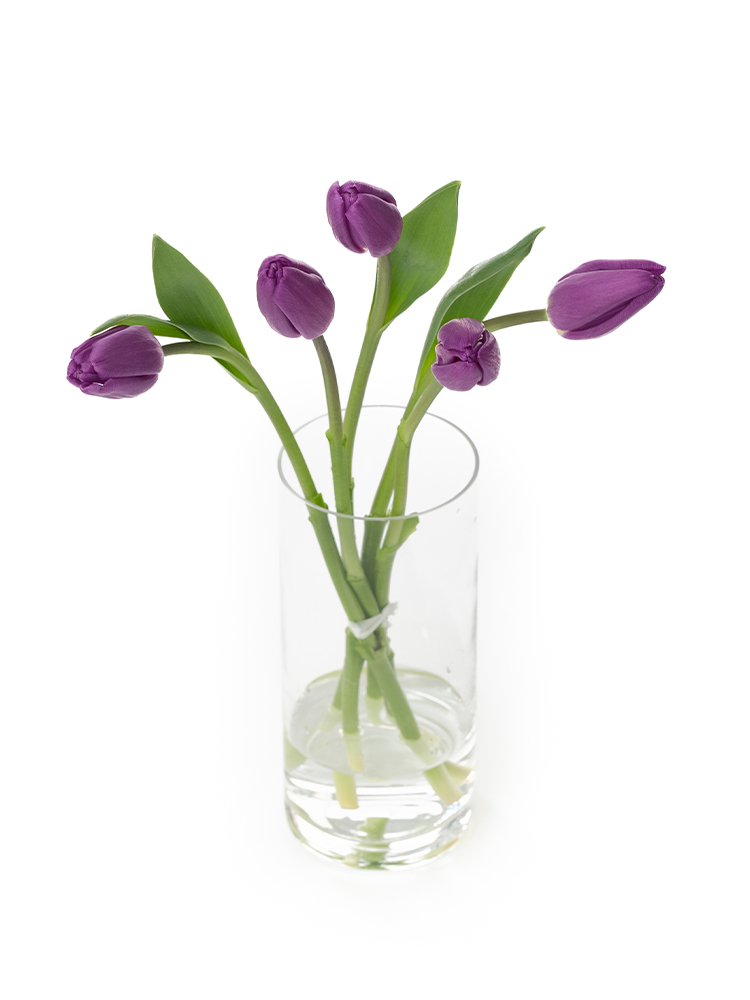 【生花】チューリップ パープルフラッグの全体写真のアップ