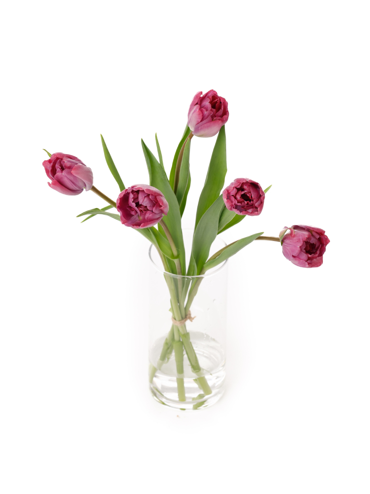 【生花】チューリップ(八重咲き) ロージーダイヤモンドの全体写真のアップ