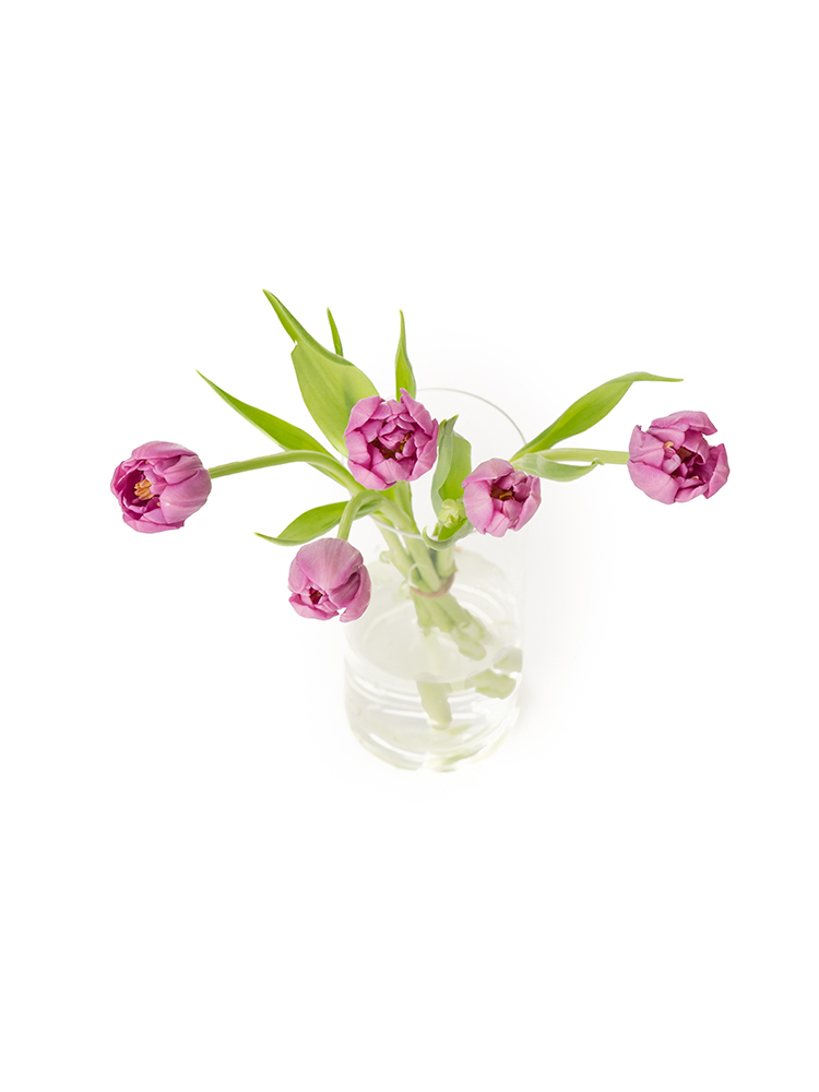 【生花】チューリップ 品種おまかせ(八重咲き)紫の全体写真のアップ