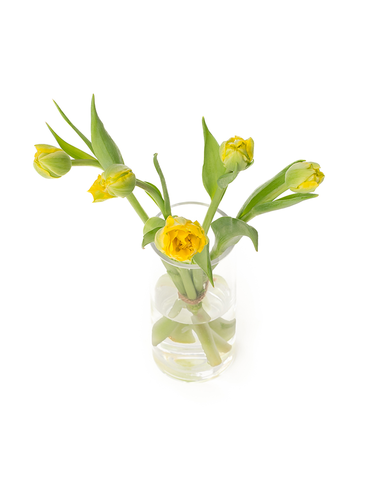 【生花】チューリップ 品種おまかせ(八重咲き)黄の全体写真のアップ