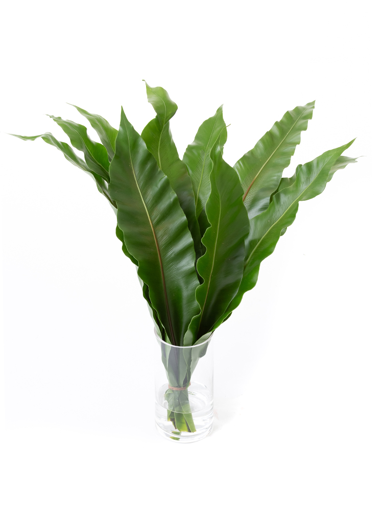 【生花】タニワタリ 品種おまかせ(緑)の全体写真のアップ