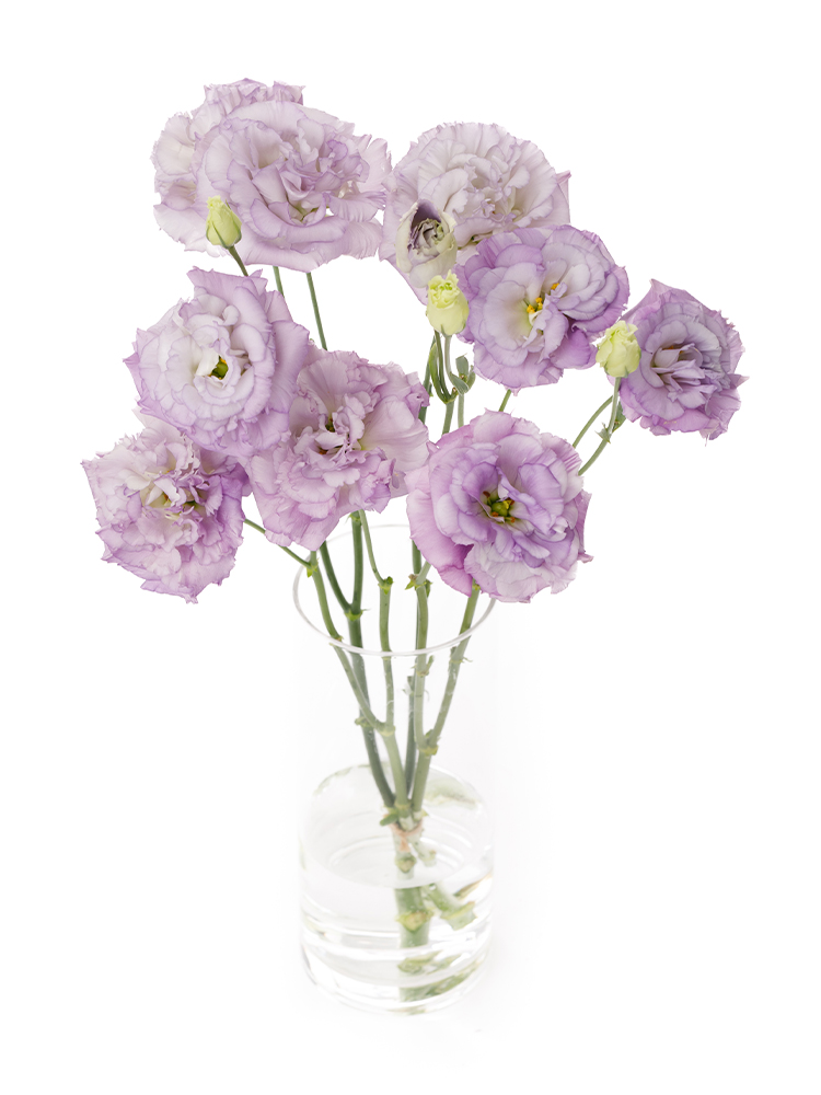 【生花】トルコキキョウ セレブオーキッドの全体写真のアップ