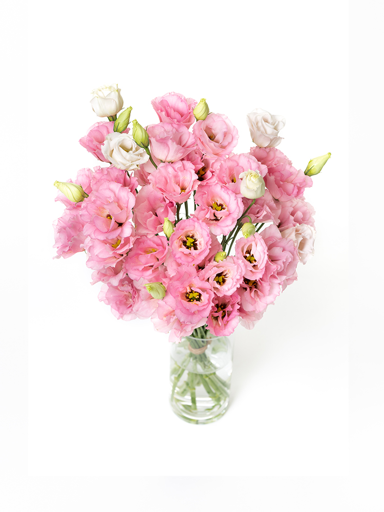 【生花】トルコキキョウ コレゾライトピンクの全体写真のアップ