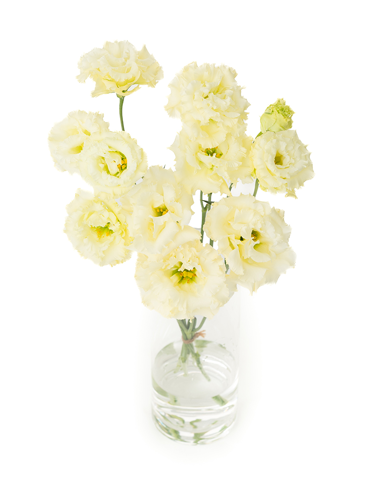 【入荷花材】トルコキキョウ(フリンジ)黄　品種おまかせの全体写真のアップ