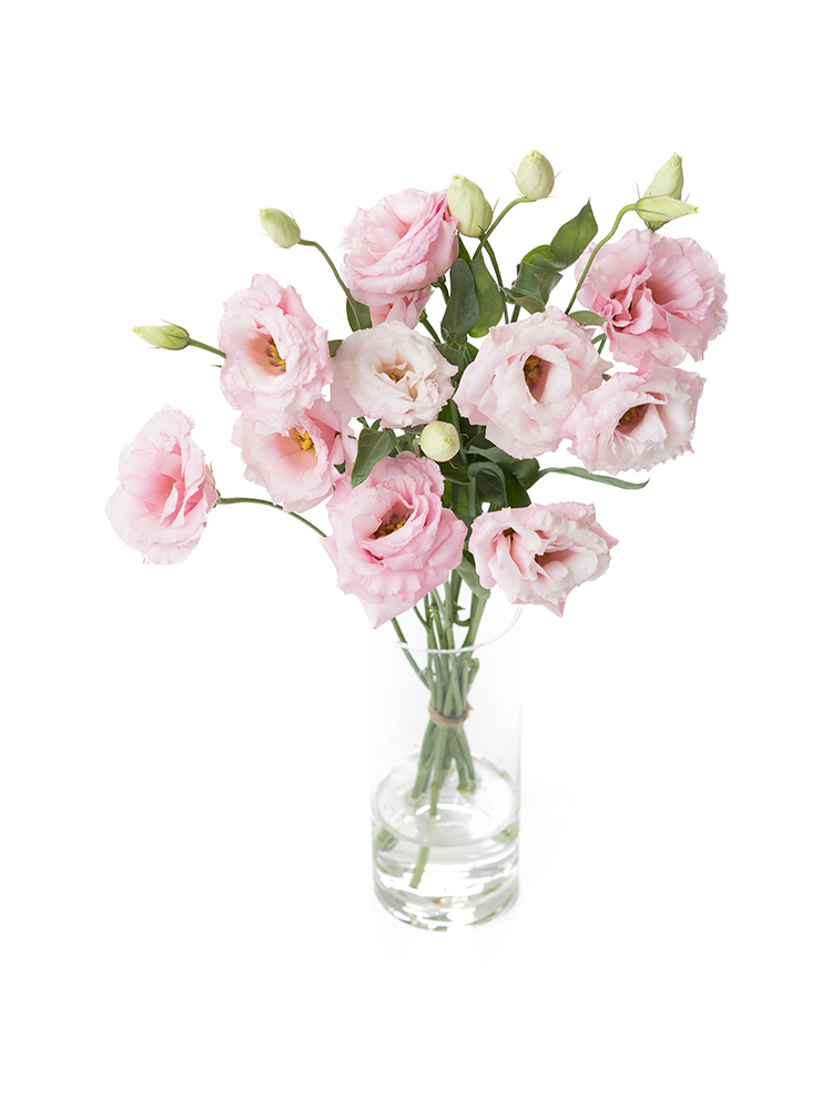 【生花】トルコキキョウ パレオクリアピンクの全体写真のアップ