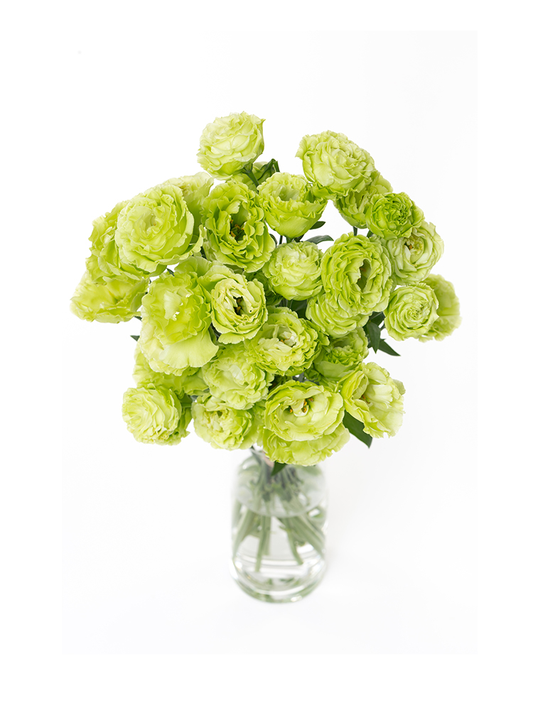 【生花】トルコキキョウ アンバーWミント2の全体写真のアップ