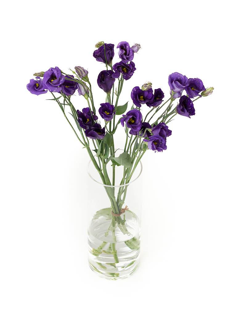 【生花】トルコキキョウ・無花粉(紫) 品種おまかせの全体写真のアップ